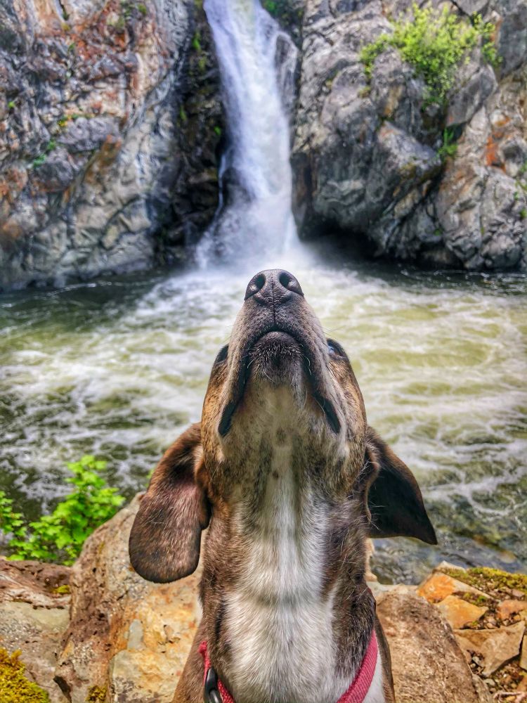 In the foreground a brindle and white dog is looking upwards; in the background is the same waterfall from the first image in a slightly different season. 