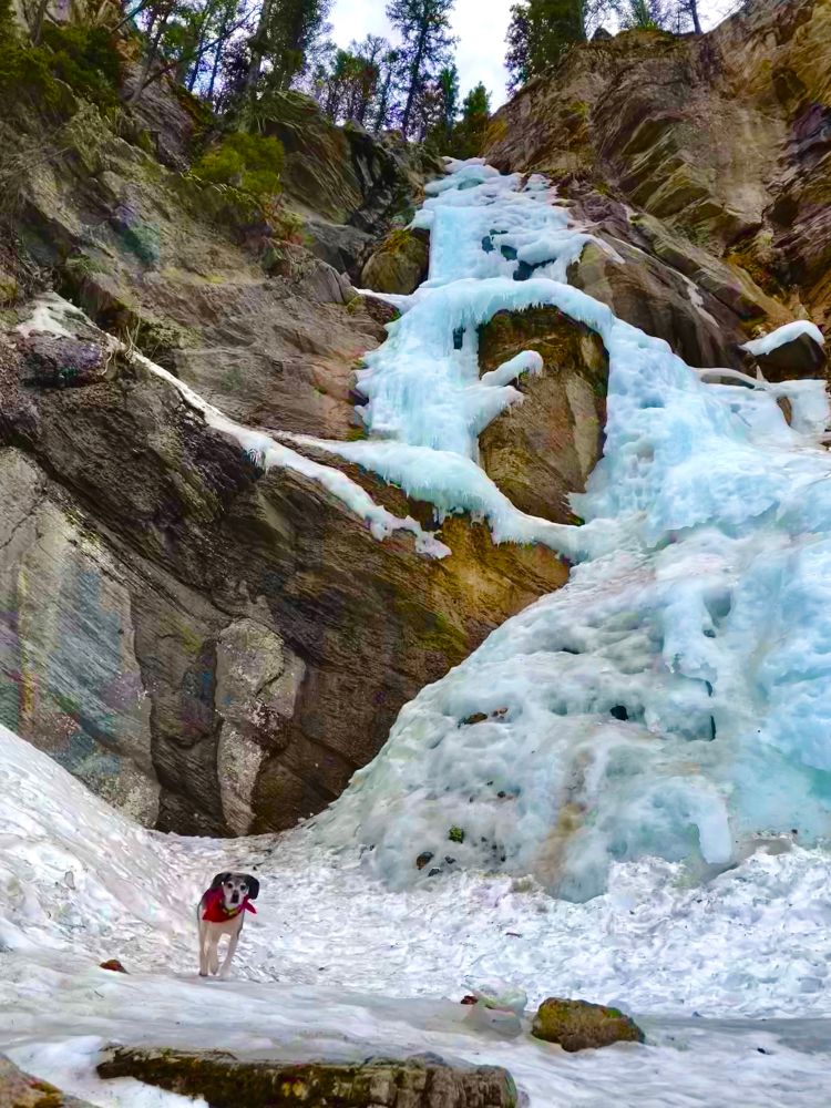 A frozen waterfall clings to the edge of a steep rocky cliff. At its base stands a small beagle mix who is dwarfed in size by  the height of the cliffs. At the top of the cliff, there are a few pine trees and a sliver of sky. The waterfall itself has a light blue tint which makes it almost glow against the grey-brown rocks and dirty snow at the base. 