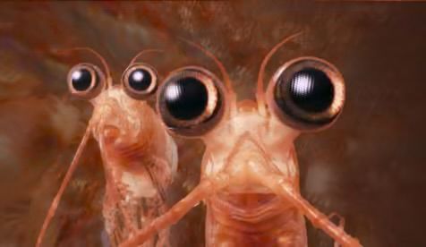 Still of two krill in happy feet
