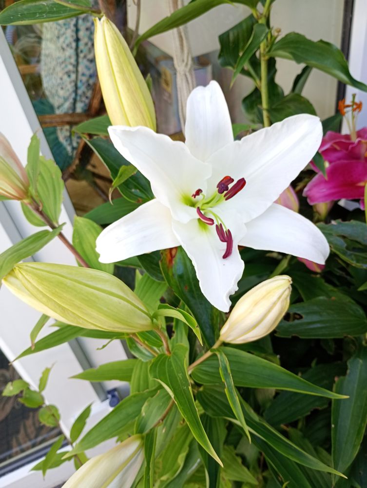 Large white lily.
