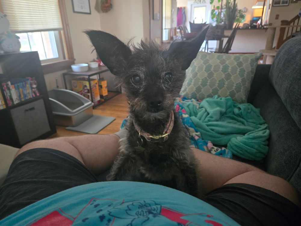 The same black, terrier mix dog, now looking straight at the camera, still showing no thoughts in her head.