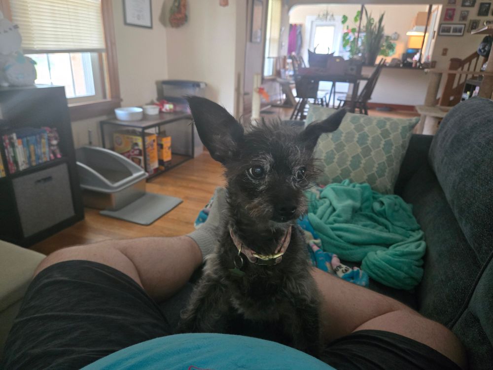 A black, terrier mix dog, looking slightly off to the side