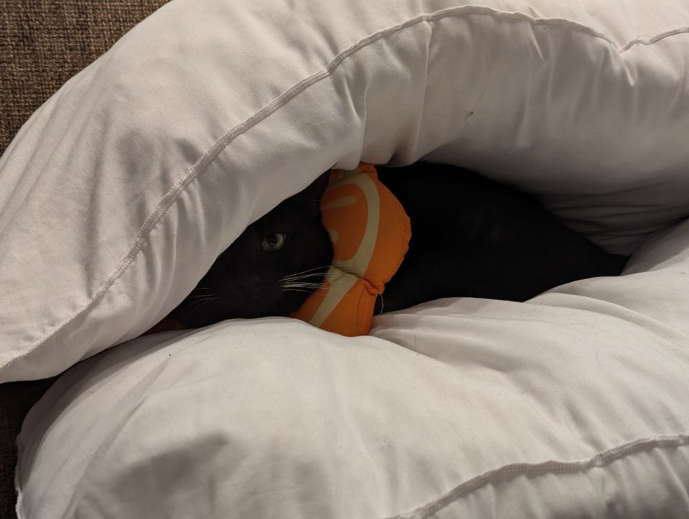A tuxedo cat in a soft orange cone underneath some pillows.