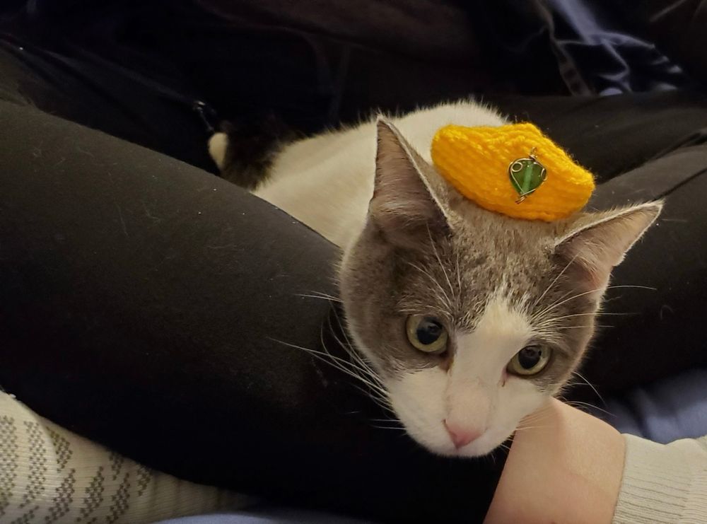 Grey and white cat wears knitted gold crown with green gem