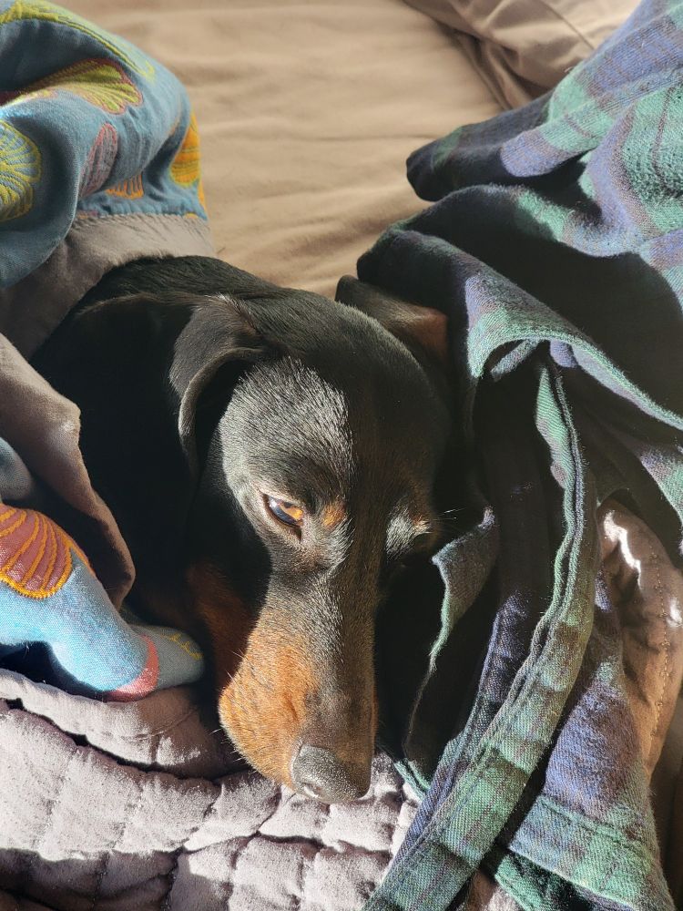 Just waking up dachshund. 