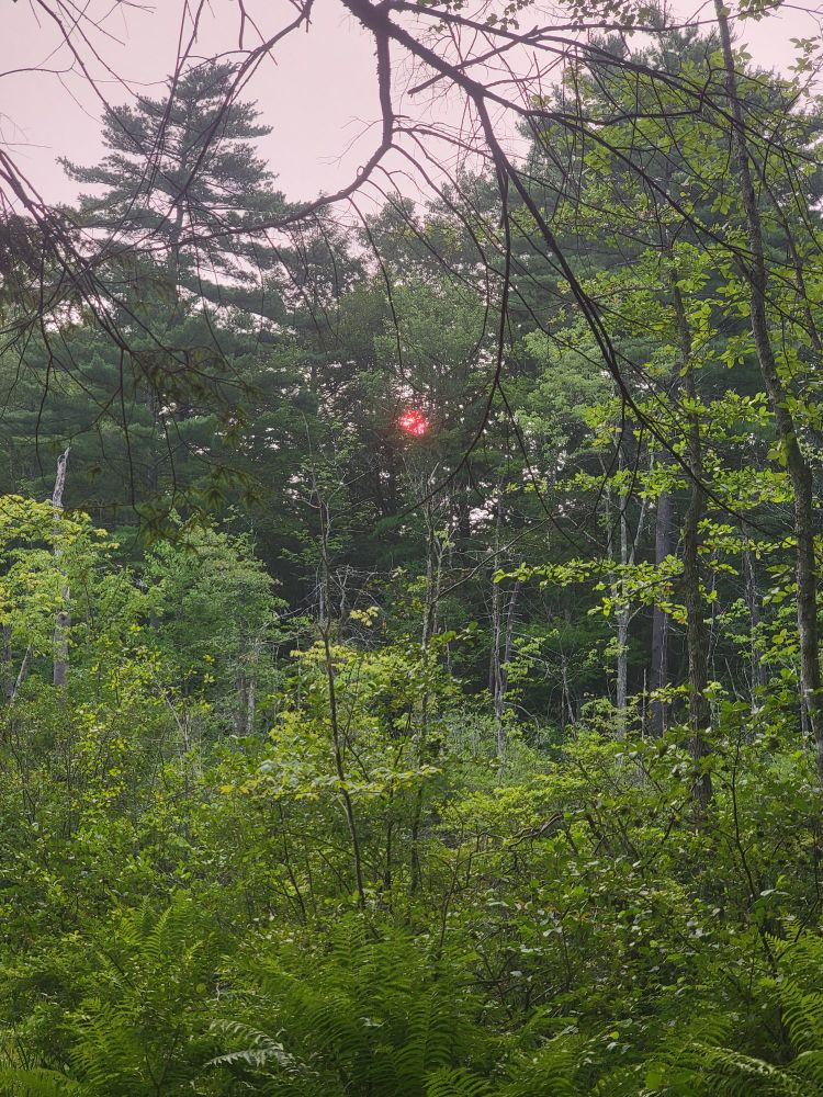 Crimson-orange sun through the trees.