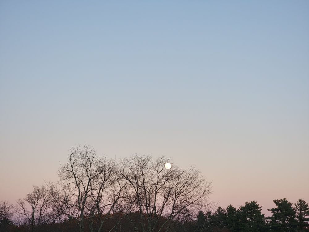 Almost full moon behind bare trees.