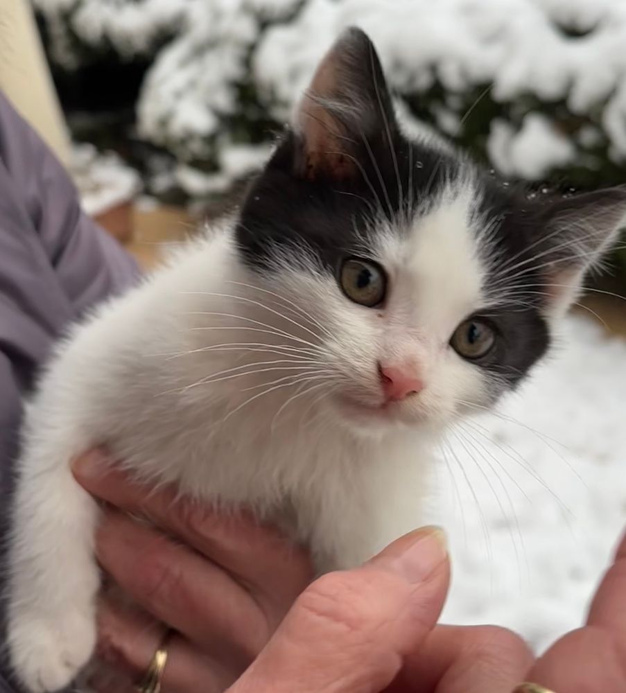 Mały kotek. Biały z małymi czarnymi plamkami. Śliczny.