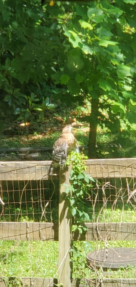 a hawk on top of a wooden fence post, contemplating hawk things