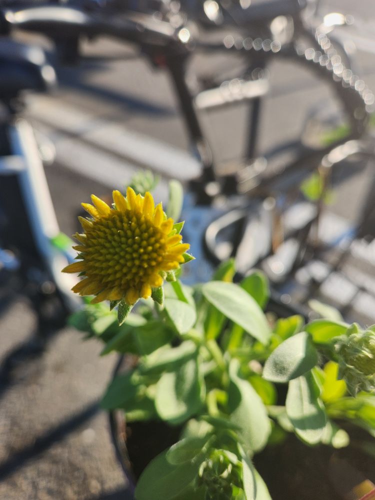 A close-up of a blanket flower in early bloom, in the background is bokeh blurry of the bike it's attached to.