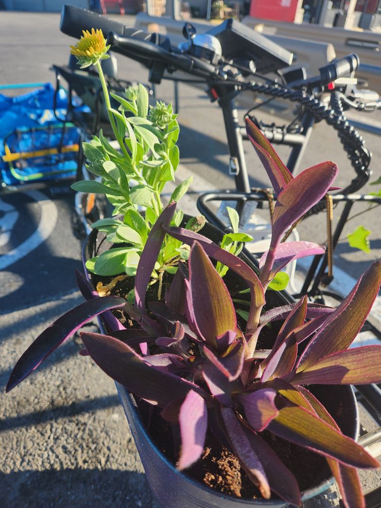 A close-up of a planter containing purple queen and blanket flower plants. The planter is hanging off the front cargo basket of a bike.