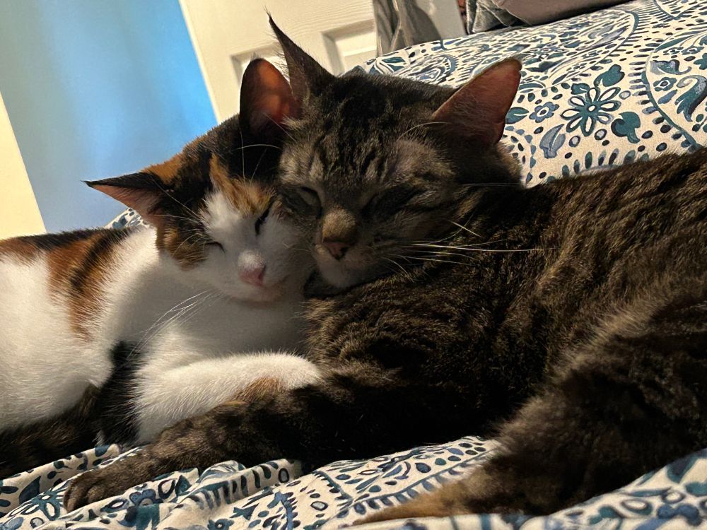 A female calico cat and male gray tabby cat sleeping next to each other, cheek to cheek, on a bed with their front arms crossed over each other.