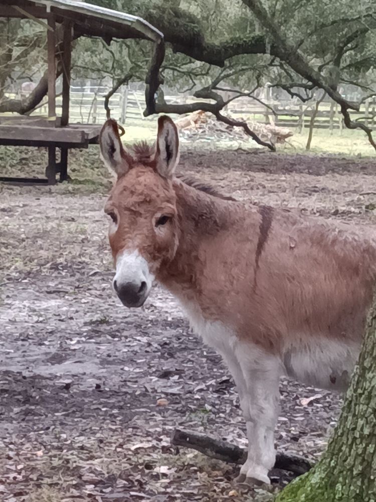 Donkey named Bobby Elvis in Northeast FL pasture
