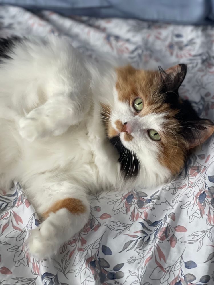 A fluffy calico cat laying on a bed
