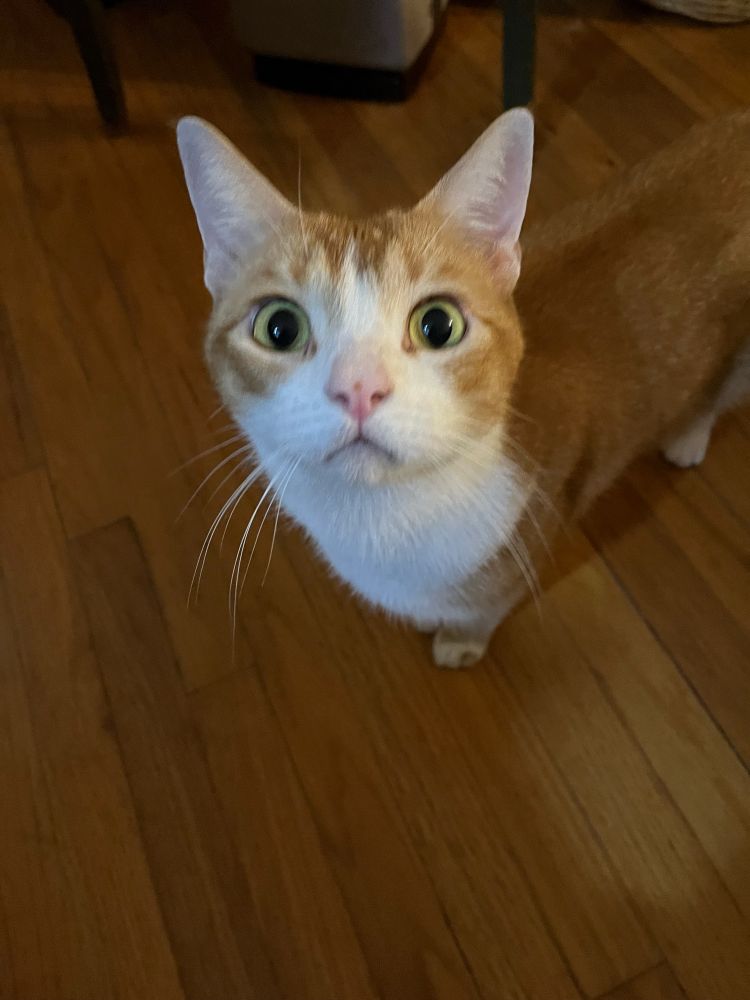 Orange and white feline boi standing on a wood floor staring straight up at the camera with his big eyes.