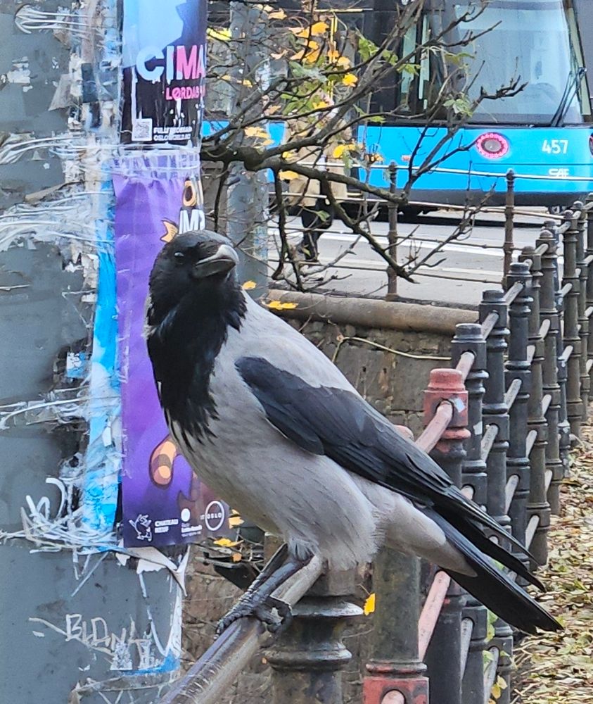 single crow on a railing near me, looking at me expecting nuts 
