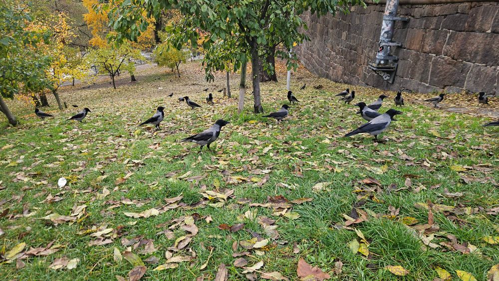 about 20 crows gathered in front of me on a grassy slope, they are walking about on the ground