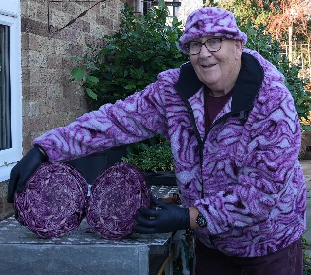 An elderly geezer with large glasses, wearing matching polyester fleece jacket and round hat with "red cabbage cross cut" pattern, proudly showing a cross cut of his just harvested huge red cabbage