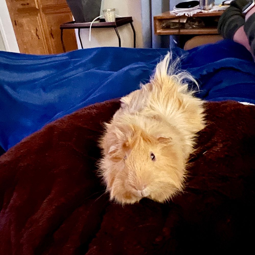 A tan colored guinea pig with short hair faces the camera. He has the usual cowlick pattern so his short hair sticks up at jaunty angles. 