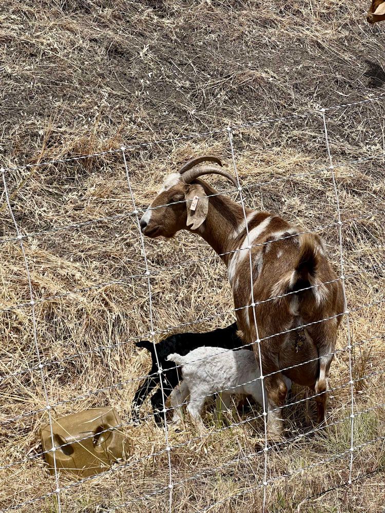 Close up shot of a mom goat with two very new kids nursing under her. One is white and one is black, and we can only see their rear ends coming out from under her body. 