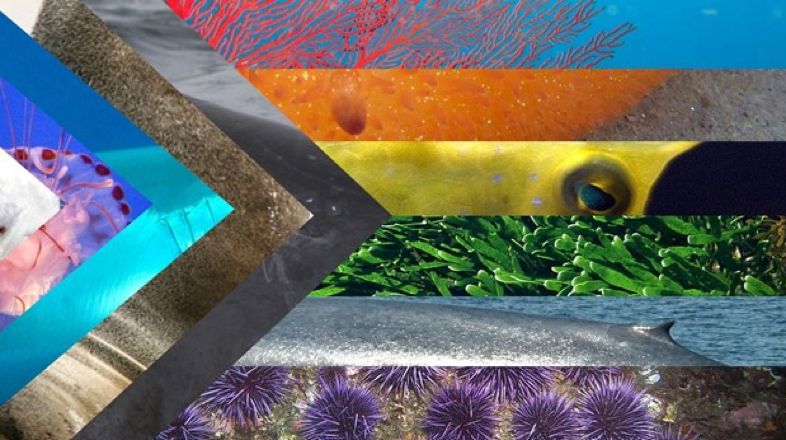 An LGBTQ Progress Pride Flag made up of a composite of different marine animal photos for each colors stripe in the flag. For example, purple is sea urchins, red is a sea fan, green is algae, etc. 