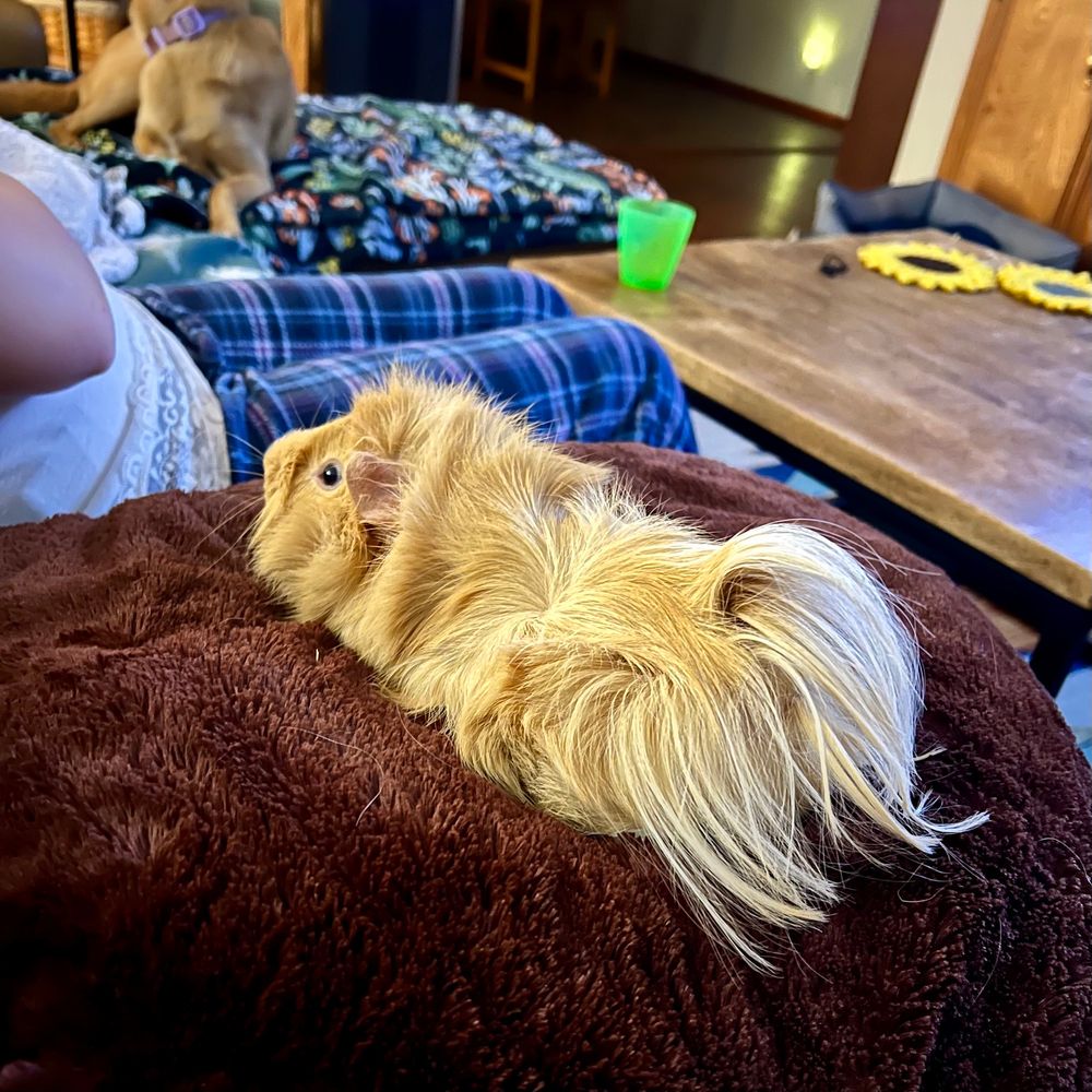 The same guinea pig is viewed from the back, and you can now see he has long hair that sticks up and out, flowing back. He is the mullet of guinea pigs. 
