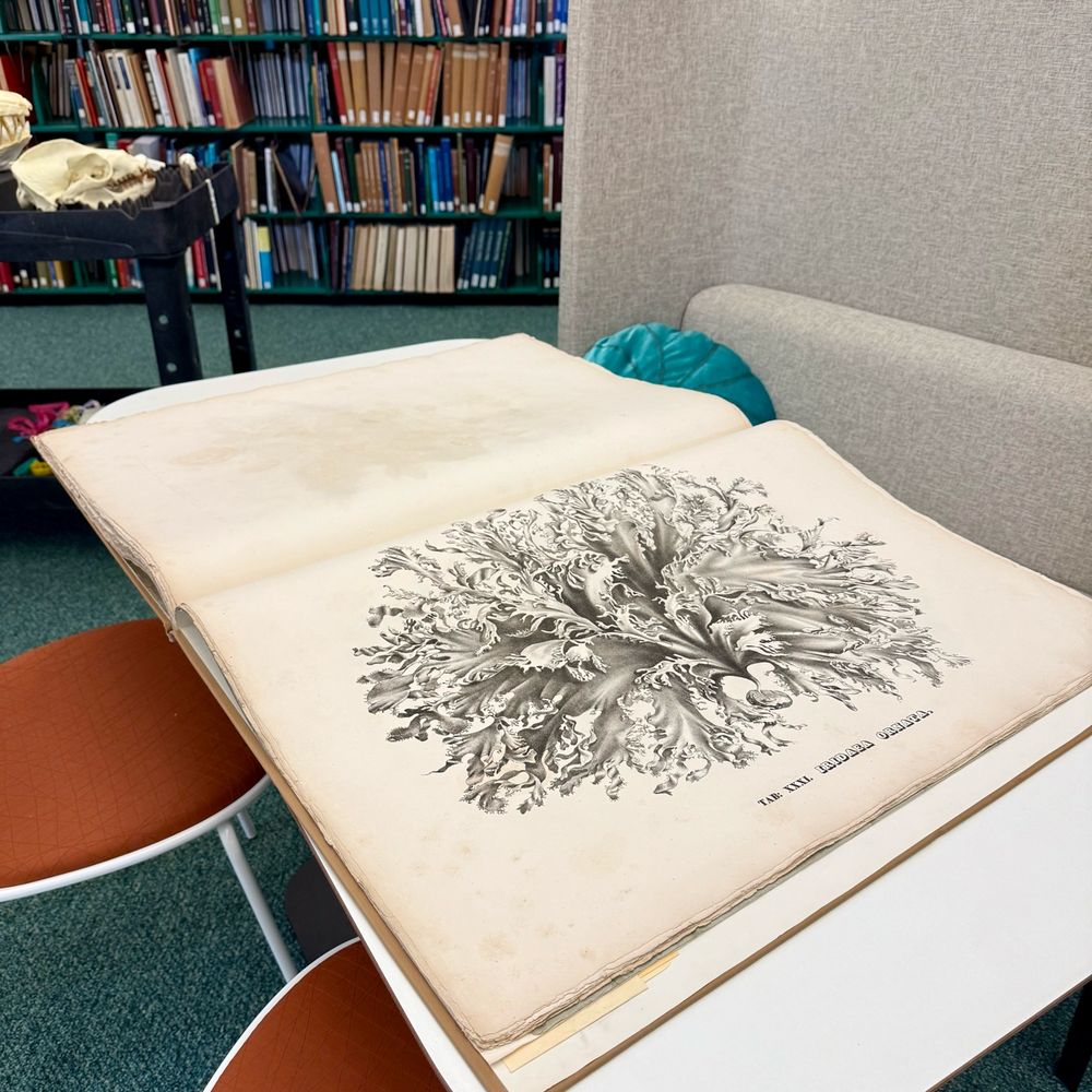 A side-view photo of a very large book opened on a table in a library. There is an etching of a species of marine algae that fills one page.