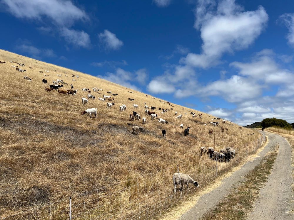 A landscape view up a dirt road with a hill rising on the left. The hill is covered in dry grass and there are maybe a hundred goats grazing. 
