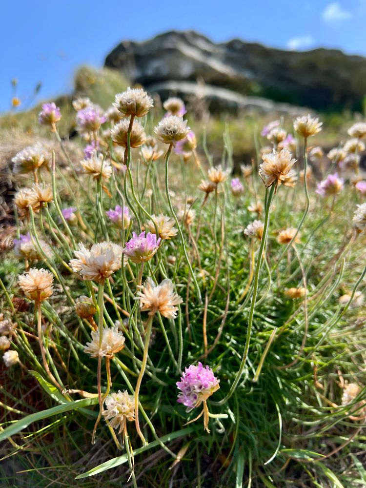 A closeup photo of a clumpy coastal plant with pinkish flowers. 
