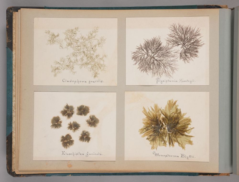 A page in the algae album with 4 small specimens arranged on it. They were all very carefully laid out before being pressed so you can see all the parts. The colors are well preserved for being over 100 years old. 