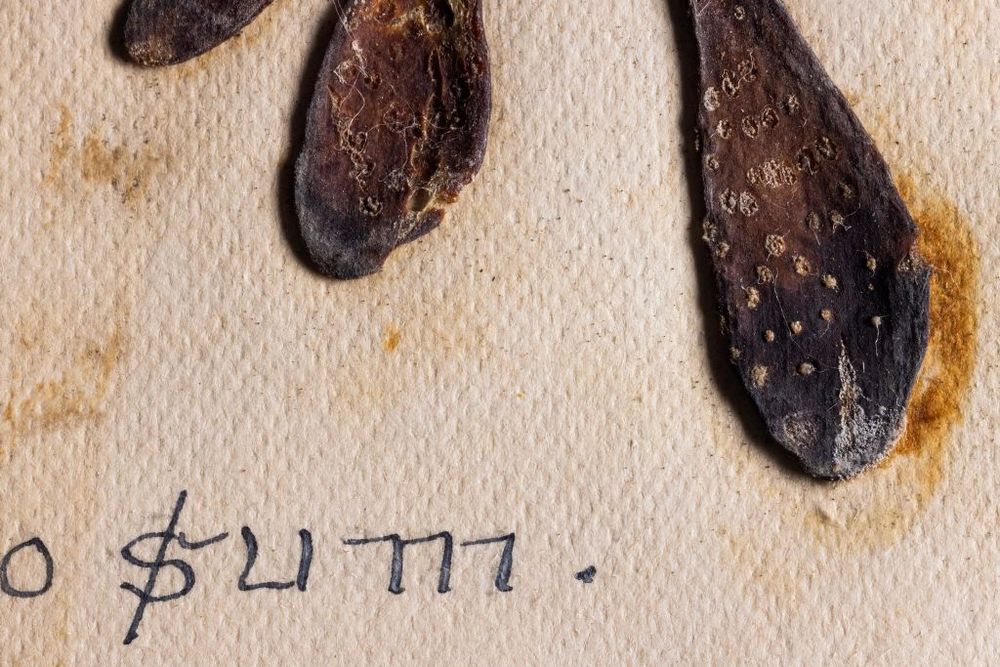 A very close-up shot of one of the algae specimens so you can see the texture of the paper, the thickness of the algae, and the rust color of the pigments.