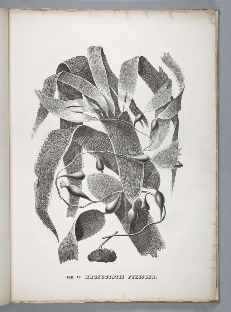 A top-view photo of a different page in the album showing the marine alga Macrocystis pyrifera, which is very common here in Monterey. 