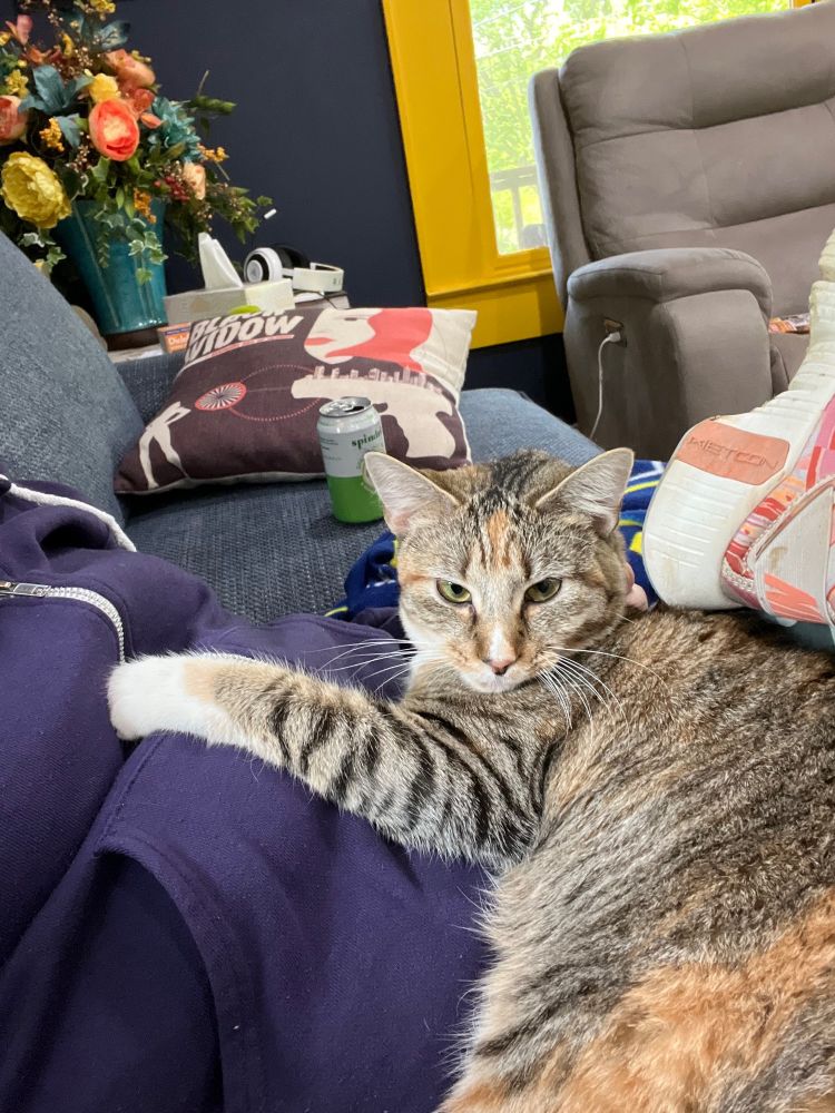 Torbie sitting on woman’s lap
