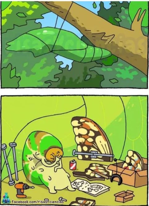 ei Comic, 2 Bilder, oberes Panel zeigt einen Kokon an einem Ast hängend.

das zweite bild zeigt das innere, eine Raupe sizt auf dem Boden, hölt sich die Hand vors Geaicht und wirkt verzweifelt, überall liegen Teile herum die sie schinbar braucht um zu einem Schmetterling zu werden