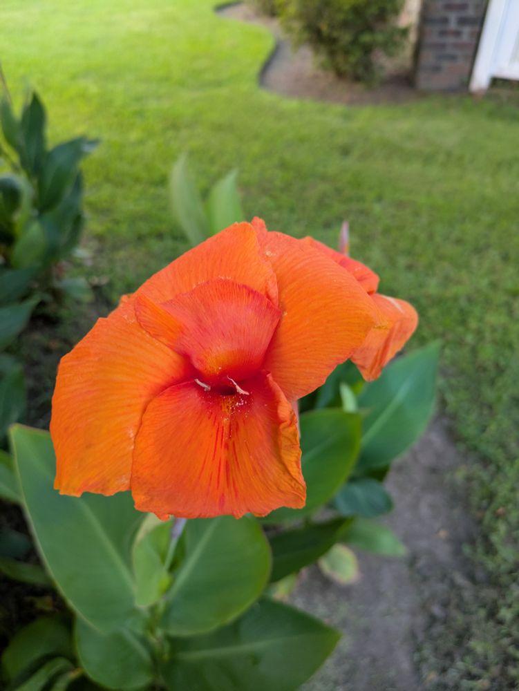 Calla lily