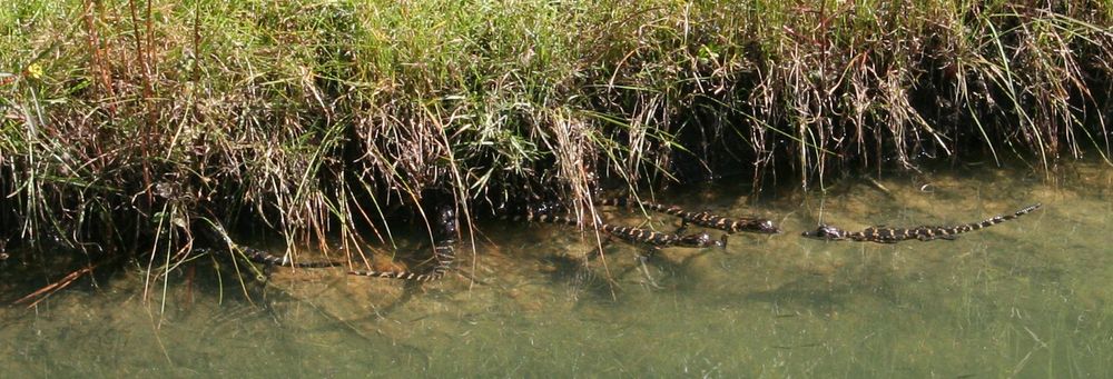 Alligator babies