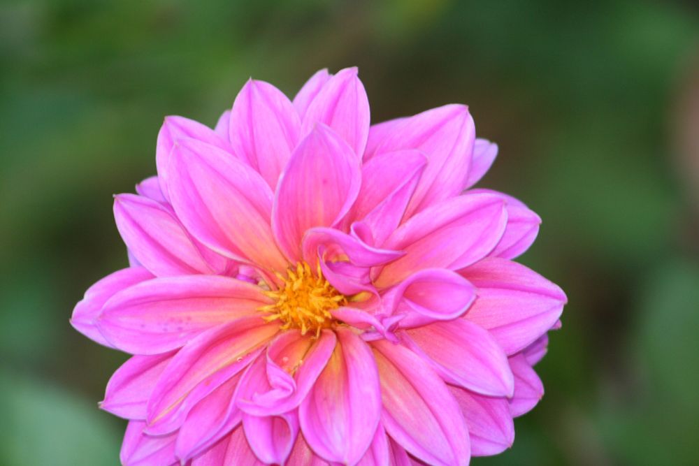 Dahlia flower in my garden
