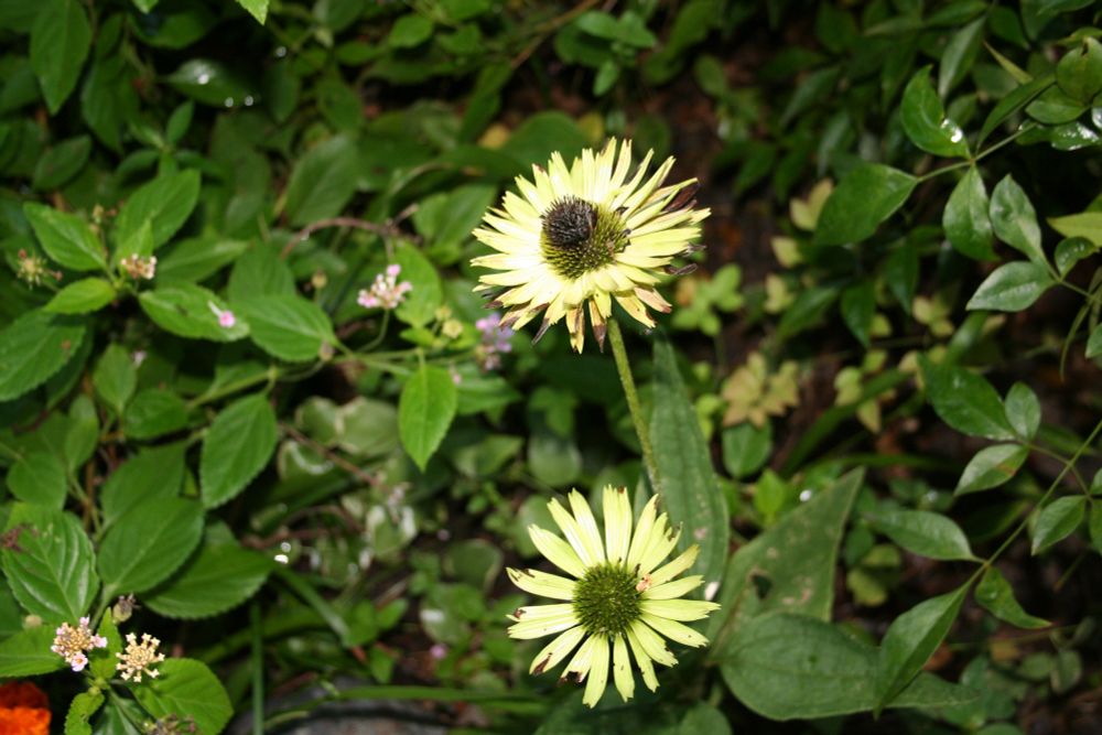 Cone flowers in my garden