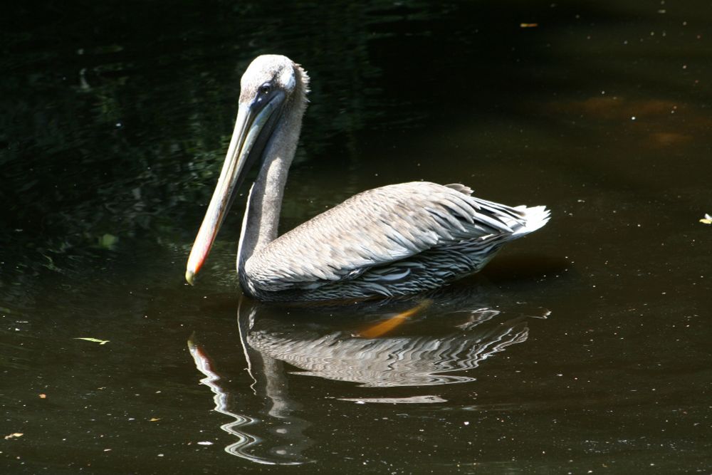 Pelican