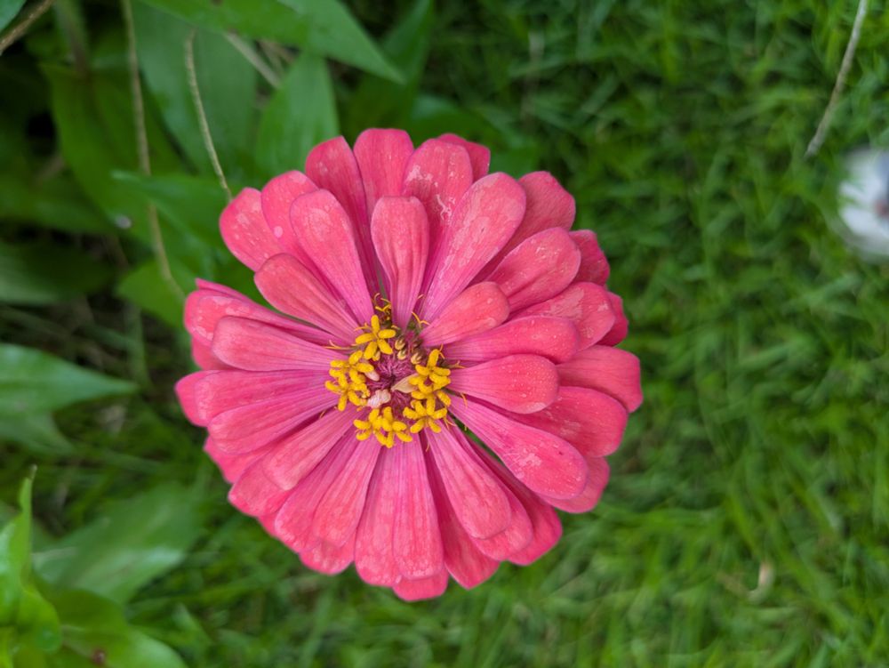 Gerber daisy