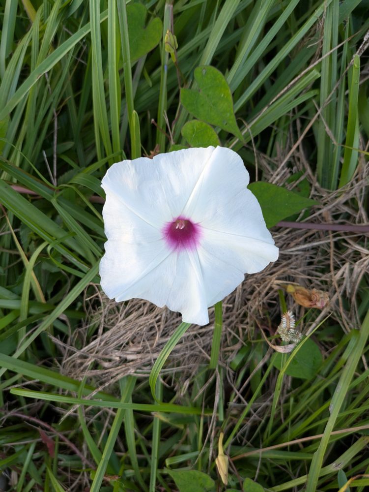 Morning glory
