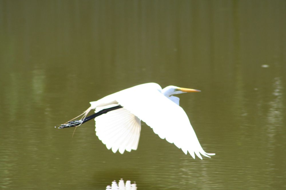 Happy Saturday. Bird in flight.
