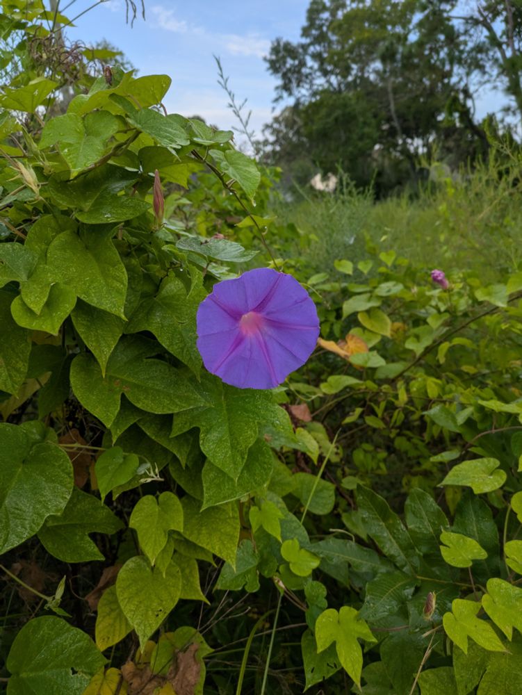 Purple morning glory