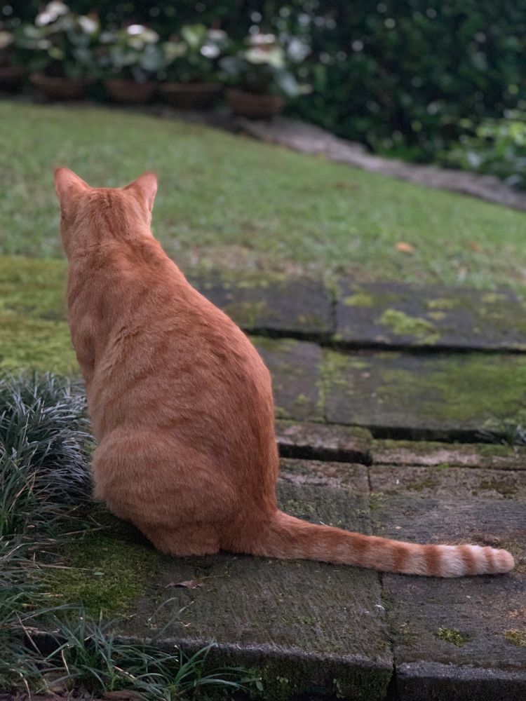Back of sitting orange tabby. 