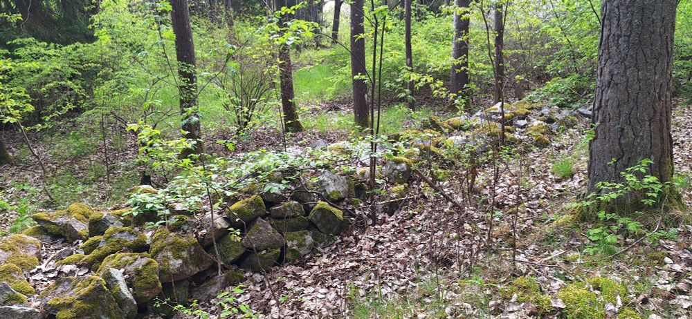 Trees and a stone wall.