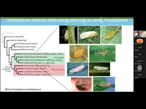 Samuel Mugford-Molecular mechanisms of plant immune suppression by virulence factors in aphid saliva