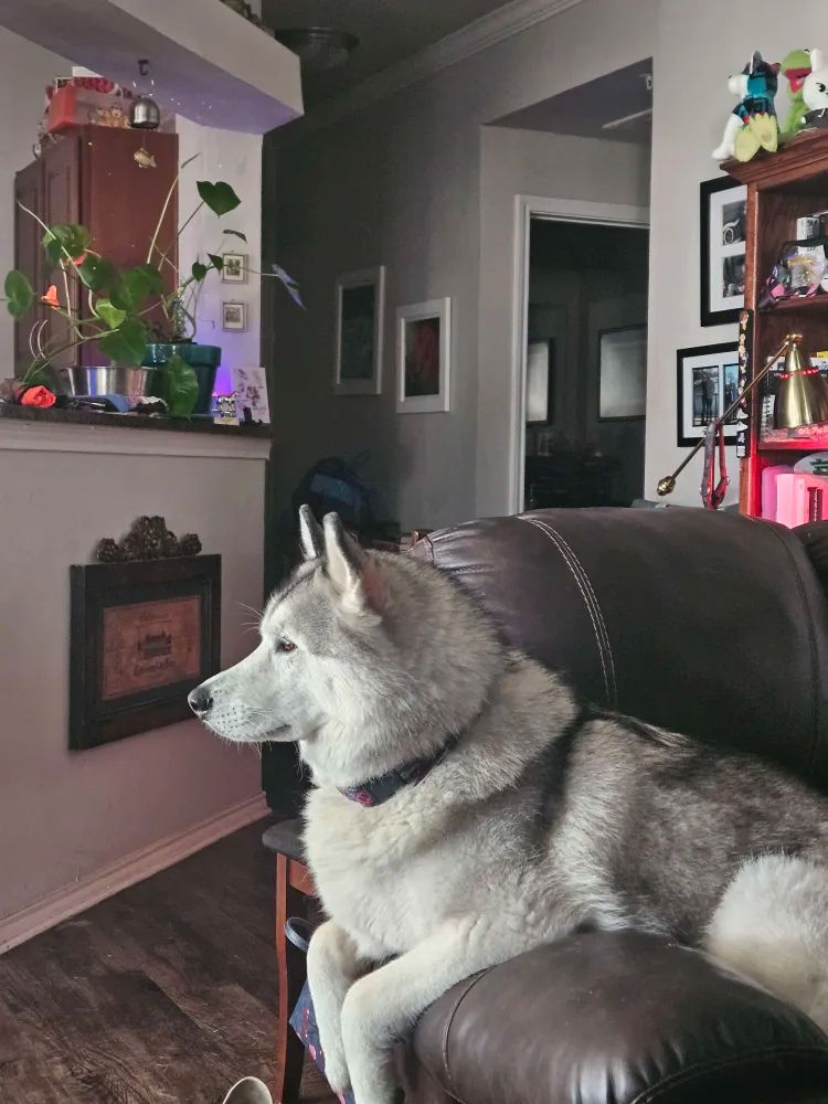 Gray and white Siberian Husky draped over HIS couch in HIS living room, surveying HIS kingdom, with typical apartment stuff behind him.  