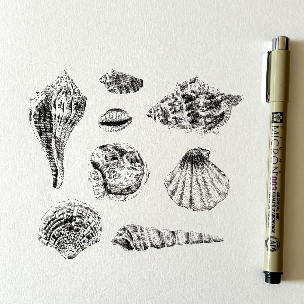 Ink illustration of seashells