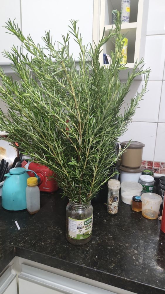 foto de uma ÁRVORE de alecrim que eu comprei semana passada em cima da minha pia. 
tem vários temperos espalhados pelo tampo, o mármore é escuro e ao fundo tem uma parede branca 