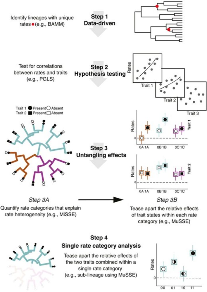 Opportunity begets opportunity to drive macroevolutionary dynamics of a diverse lizard radiation